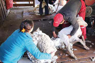 Esquilando ovejas.