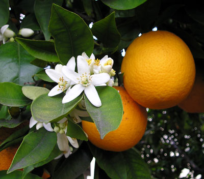 Naranjas y azahares - Fuente : Wikimedia Commons.