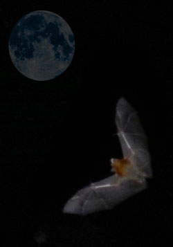 zorro-volador : wikimedia.org