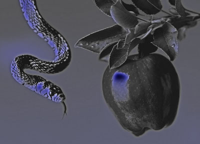 Serpiente acercándose a una manzana.