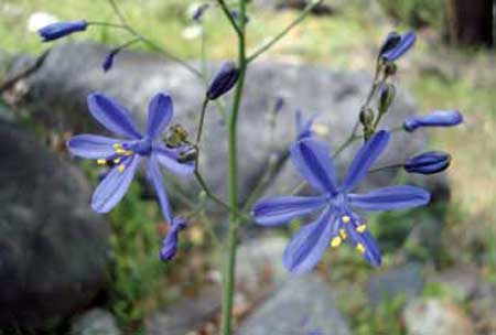 Pasithea caerulea (azulillo)