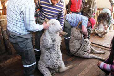 Esquilando ovejas.