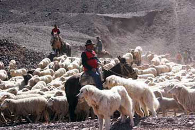 Perros Pastores Pirineos.