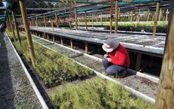 La relocalización de plantas de Guayacán ha tenido un 75% de adaptación.
