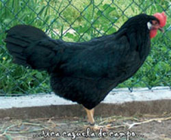 Imagen de la típica gallina negra para cazuela de campo